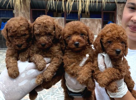 Toy Poodle Orcınal Bebekler görsel
