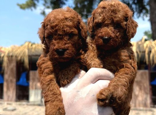 Toy Poodle Orcınal Bebekler