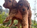Toy Poodle Yavru Mama Ve Malzeme Kampanyalı