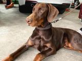 Safkan King eğitimli Doberman yavrularımız