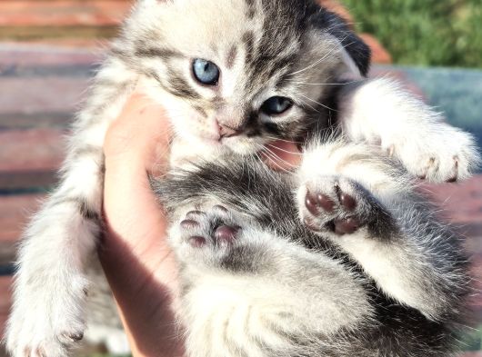30 Gunluk Silwer Tabby Yavrular görsel