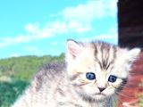 30 Gunluk Silwer Tabby Yavrular
