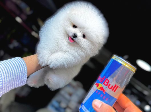 KAR BEYAZ POMERANİAN BOO