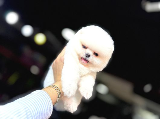 POMERANİAN BOO YAVRUMUZ