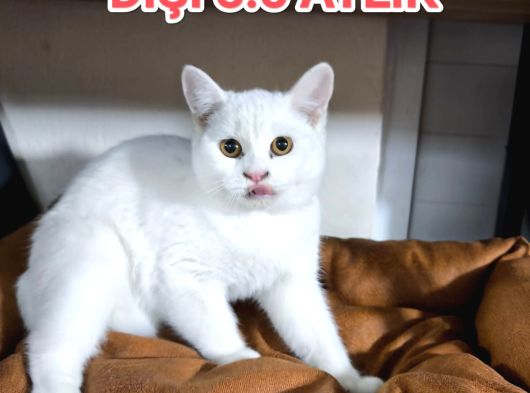 British Shorthai̇r Erkek Di̇şi̇ Yavrularimiz görsel