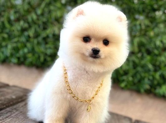 Ayı Surat Pomeranian Boo görsel