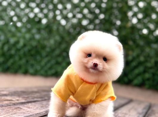 Ayı Surat Pomeranian Boo görsel