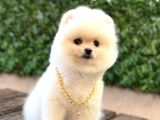 Ayı Surat Pomeranian Boo