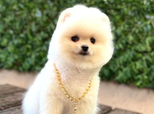 Ayı Surat Pomeranian Boo görsel
