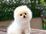 Ayı Surat Pomeranian Boo