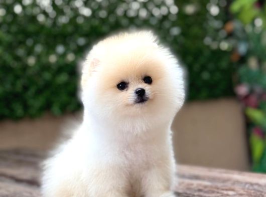 Ayı Surat Pomeranian Boo görsel