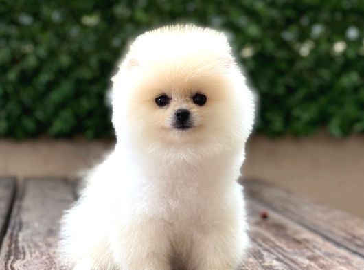 Ayı Surat Pomeranian Boo