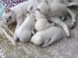 Oyuncu Tatlı Cins Yavrularım