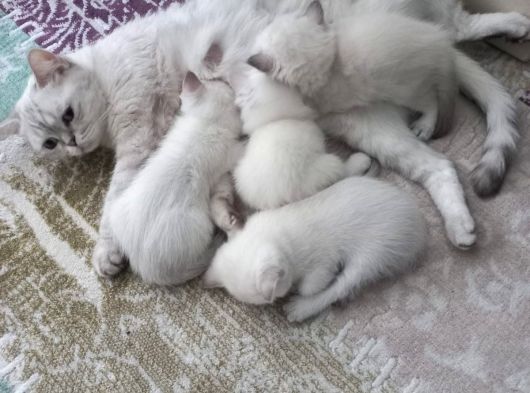 Oyuncu Tatlı Cins Yavrularım görsel