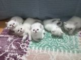 Oyuncu Tatlı Cins Yavrularım