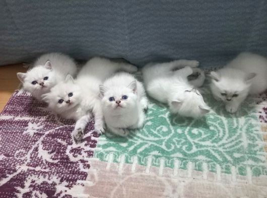 Oyuncu Tatlı Cins Yavrularım görsel
