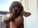 Toy Poodle Çi̇kolatalarim