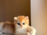 Yarışma Standartlarında British Shorthair