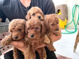TOY POODLE ÇİKOLATALARIM