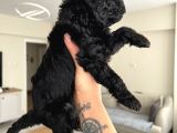 Silver Poodle Yavrular