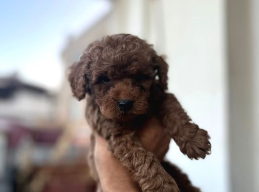 Toy Poodle Çi̇kolatalarim görsel