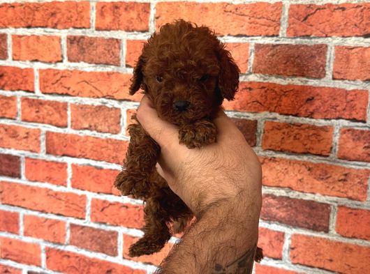 A Kalite Redbrown Poodle görsel