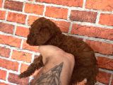 A kalite redbrown poodle
