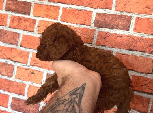 A Kalite Redbrown Poodle