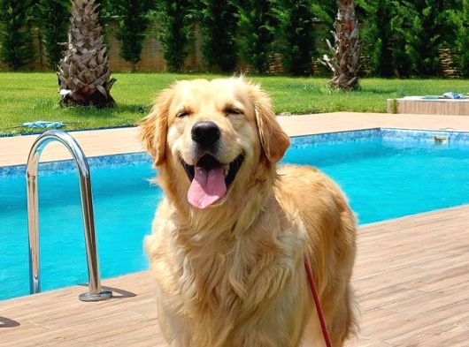 Özel Golden Retri̇ever Yavrulari̇ görsel
