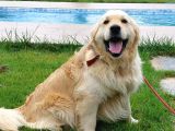 ÖZEL GOLDEN RETRİEVER YAVRULARİ