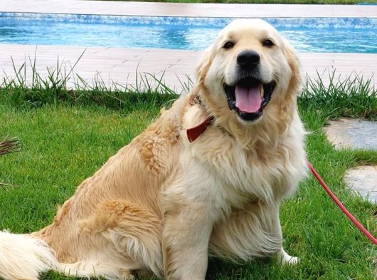 ÖZEL GOLDEN RETRİEVER YAVRULARİ