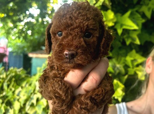 Toy Poodle Yavru Mama Ve Malzeme Kampanyalı görsel