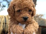 Toy Poodle Yavru Mama Ve Malzeme Kampanyalı