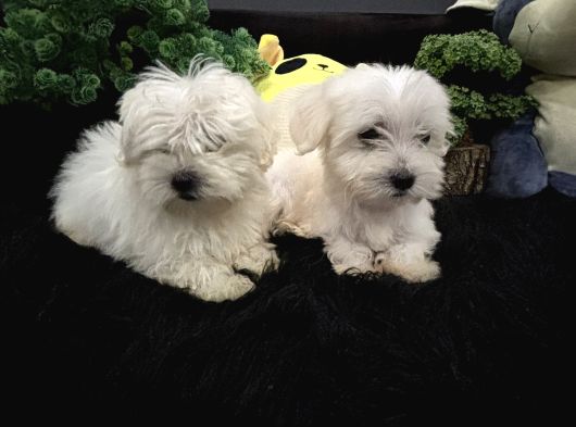 Orjinal a kalite maltes terrier büyümüyen ırk