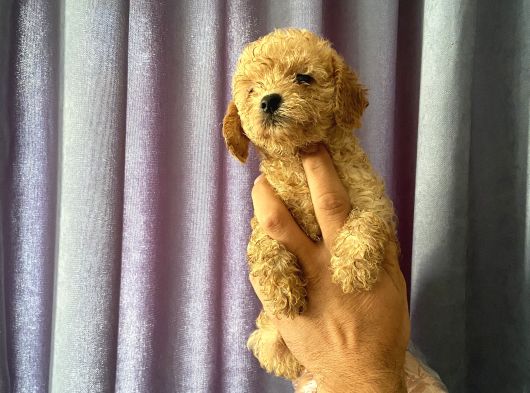 A Kalite Poodle Yavrularımız