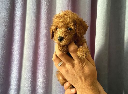 A Kalite Poodle Yavrularımız görsel