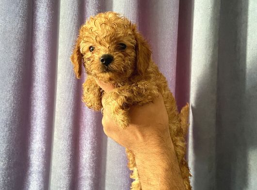 A Kalite Poodle Yavrularımız görsel