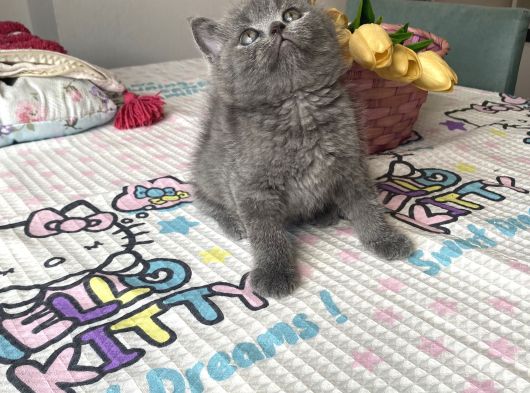 Sağlıklı Oyuncu Safkan Cins görsel