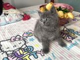 Sağlıklı Oyuncu Safkan Cins