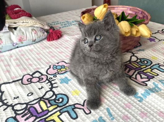 Sağlıklı Oyuncu Safkan Cins görsel