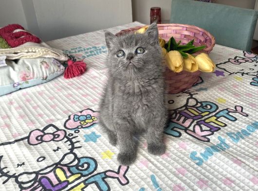 Sağlıklı Oyuncu Safkan Cins