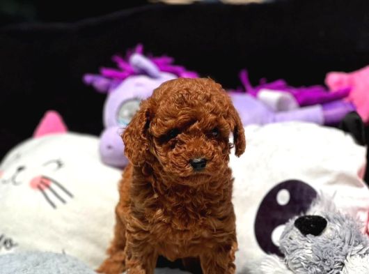 Red Brown Poodle Bebiş görsel