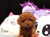 Red Brown Poodle Bebiş