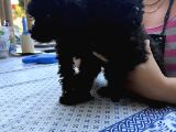 İzmir Toy Poodle