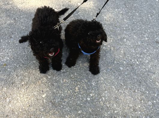 İzmir Toy Poodle