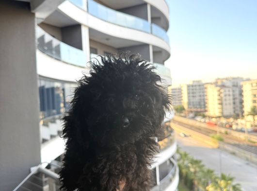İzmir Toy Poodle görsel