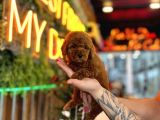 Teacup Poodle Yavrular