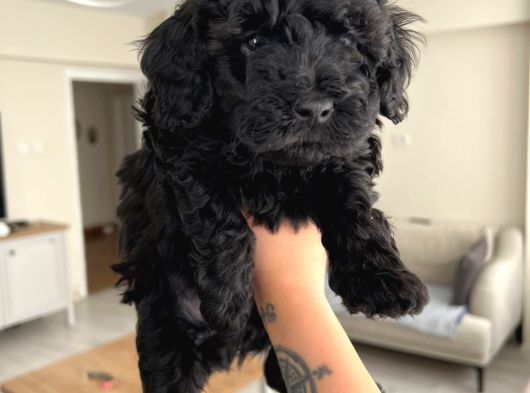 Silver Poodle Yavrular görsel