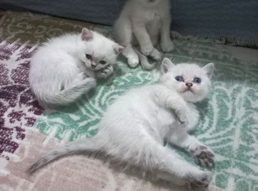 Oyuncu Tatlı Cins Yavrularım