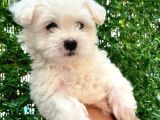 Maltese terrier